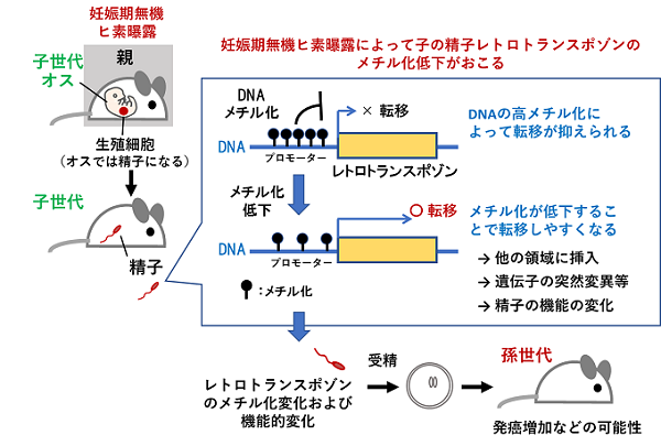 妊娠期無機ヒ素曝露による子の精子レトロトランスポゾンのメチル化低下から孫世代につながる影響の仮説を表した図