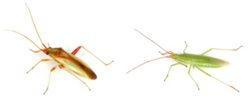 左からアカスジカスミカメ、アカヒゲホソミドリカスミカメの絵