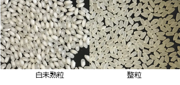 ⽩未熟粒(左)と整粒(右)。⽩未熟粒は粒が⽩味がかっている図