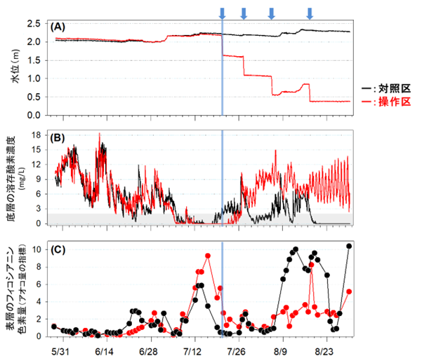 (A)10分間隔の水位の変化。約50㎝の水位低下を計4回（水色の矢印）行った図