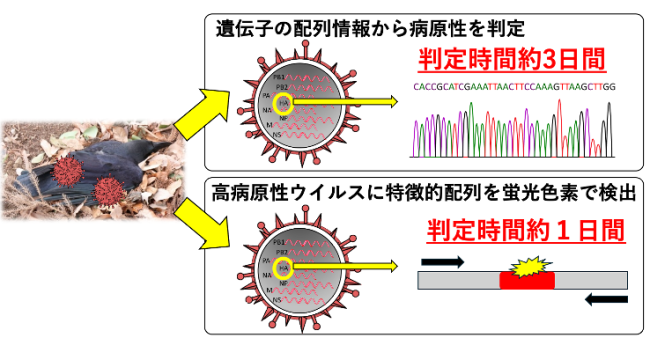 国環研が開発した２種類の鳥インフルエンザウイルスの迅速検査法概要の図
