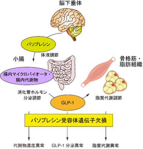 本研究で明らかになったバソプレシン受容体遺伝子欠損マウスにおける代謝異常の図