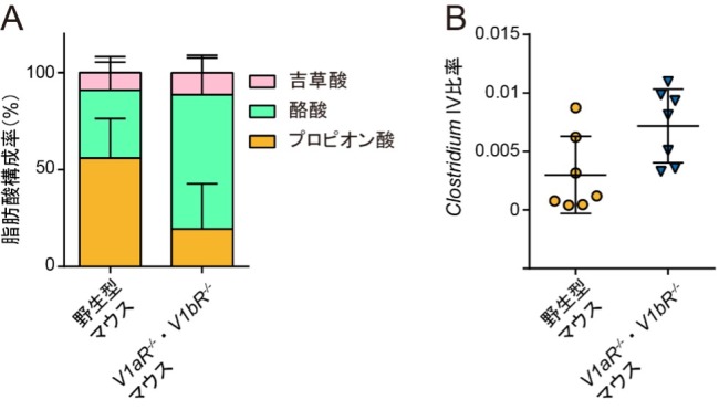 バソプレシン受容体遺伝子欠損マウスにおける腸内代謝物と腸内マイクロバイオータの変化の図