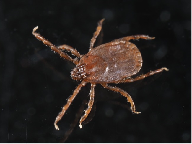 フタトゲチマダニのメスの写真