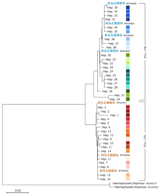 各ハプロタイプの系統関係図
