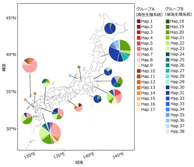調査地域ごとの各ハプロタイプの分布図