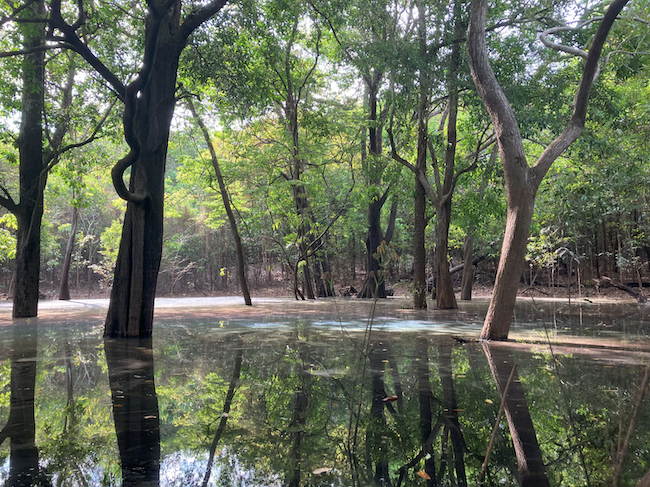 アマゾン熱帯雨林の浸水林の写真