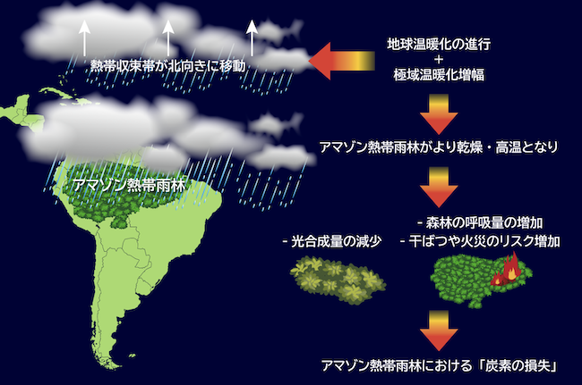 アマゾン森林地帯における気候に起因する炭素循環の変化制約の物理的メカニズムの模式図