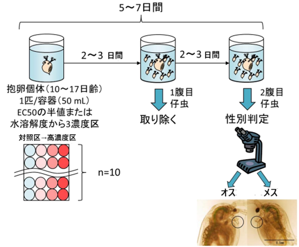 OECD TG253 (JHASA)の一連の手順の概要の図（環境省ホームページ「化学物質の内分泌かく乱作用に関する今後の対応—EXTEND2022—」より引用）