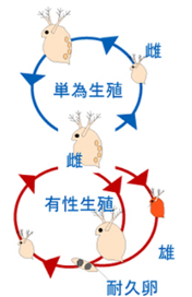 ミジンコの単為生殖と有性生殖の模式図