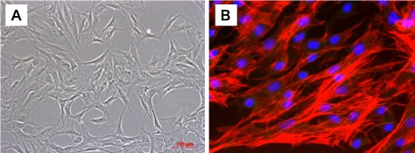 アオウミガメの筋肉から取得した培養細胞 A：取得した培養細胞の図