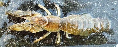 千葉県・三番瀬産のアナジャコの写真