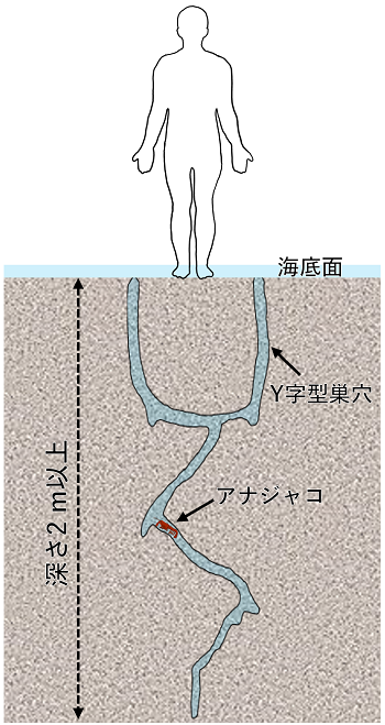 アナジャコのＹ字型の巣穴の模式図