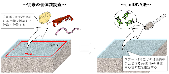 従来の個体数調査法とsedDNAを用いた方法の違いを表した図