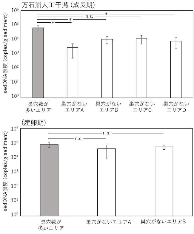 アナジャコの成長期と産卵期における巣穴が多いエリアとその他でのsedDNA濃度（万石浦人工干潟での例）の図