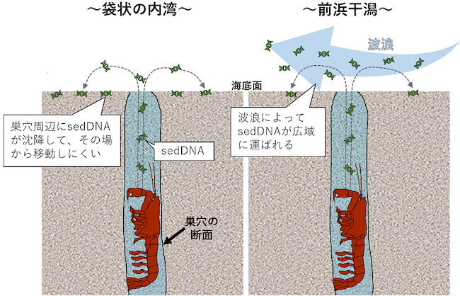 袋状の内湾と前浜干潟における海底面に沈降した後のsedDNAの模式図