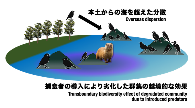 本研究の発見の概要図