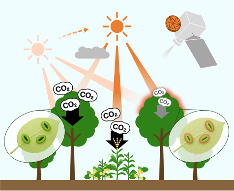 気象衛星ひまわりによる光合成量推定の概略図