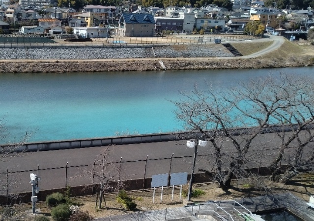 青色に着色した猪名川の様子の写真（池田市より提供）