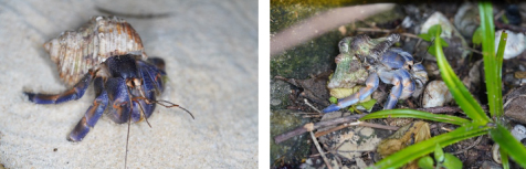 国指定天然記念物のムラサキオカヤドカリの写真