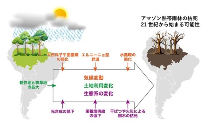 アマゾン熱帯雨林の枯死の要因およびメカニズムの模式図
