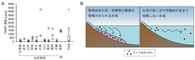 堆積物中タイヤ由来MPs濃度分析結果とタイヤ由来MPsの環境中挙動の模式図