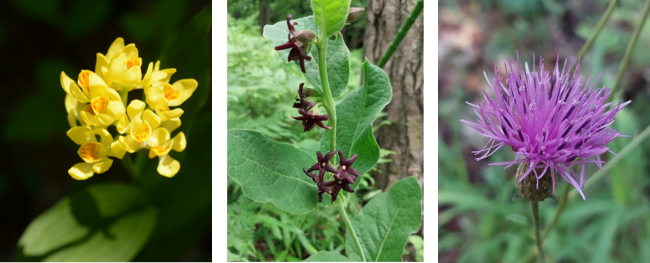 キンラン、フナバラソウ、タムラソウの花写真