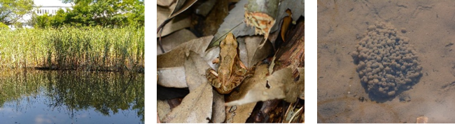構内の秋津の池、ニホンアカガエル、卵塊の写真