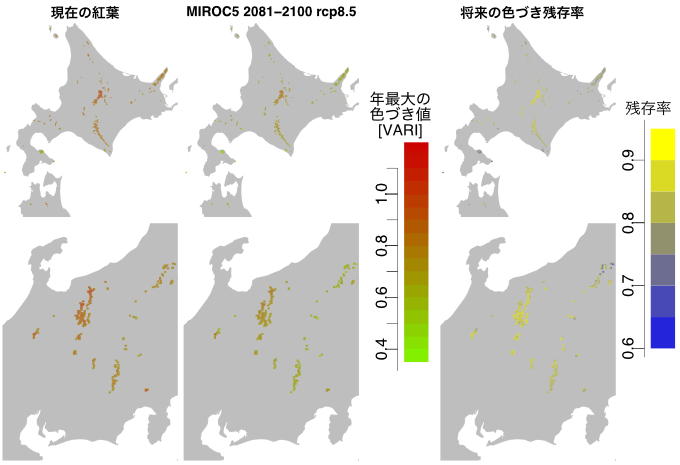 紅葉の色づきの強さの現在（1981-2000）・将来（2081-2100）予測図と将来における色づきの残存率の図