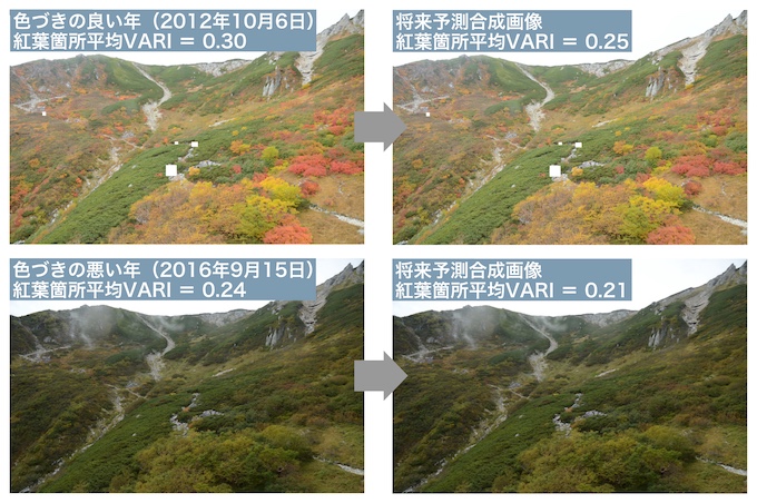 中央アルプス極楽平における色づきの良い年と悪い年における実際の景観とその将来変化予測（VARI：15%減少）に基づく合成画像