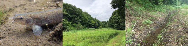 ホトケドジョウの写真、耕作放棄された谷津の様子の写真、水が作る湿地の写真