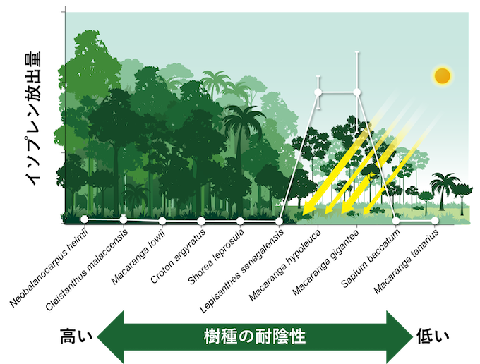 熱帯樹木のイソプレン放出量（白丸）と耐陰性の関係図