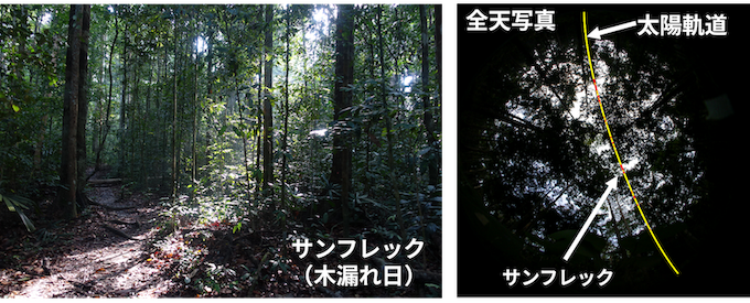 熱帯雨林の光環境とサンフレック（木漏れ日）の図