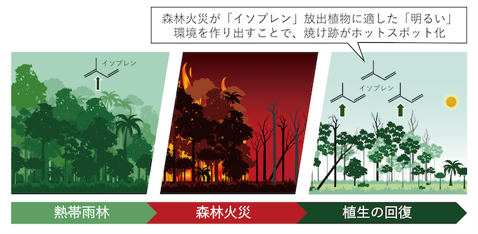 森林火災後の植生変化によるイソプレン放出ホットスポットの形成メカニズムの図