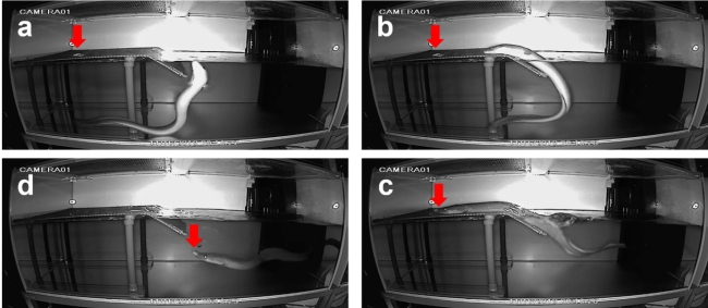 陸上でコオロギを捕食するウナギの写真