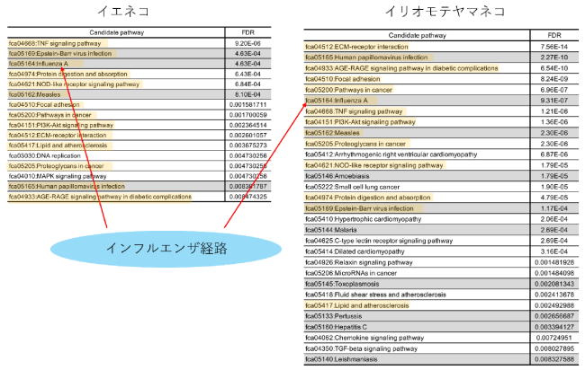 2060～2080年代の8月におけるWBGTの全国分布図