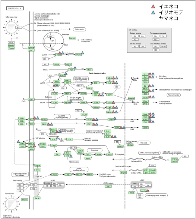 特に変動が大きかった遺伝子のインフルエンザ感染症の分子経路へのマッピングの図
