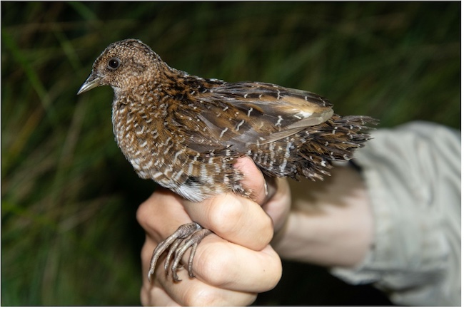 北海道・苫小牧で捕獲されたシマクイナ（環境省の許可のもと捕獲）の写真