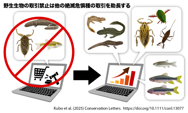 研究成果の概要図
