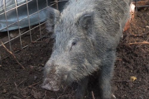 わなで捕獲されたイノシシの写真