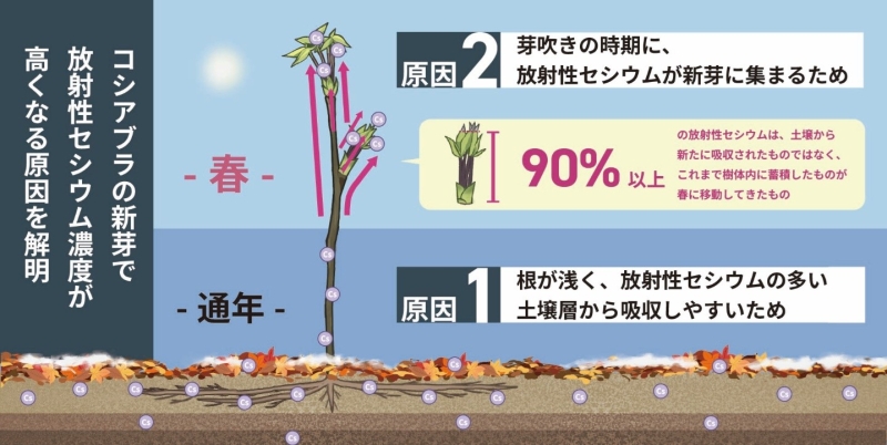野生山菜であるコシアブラの新芽において、放射性セシウム濃度が高くなる原因の図