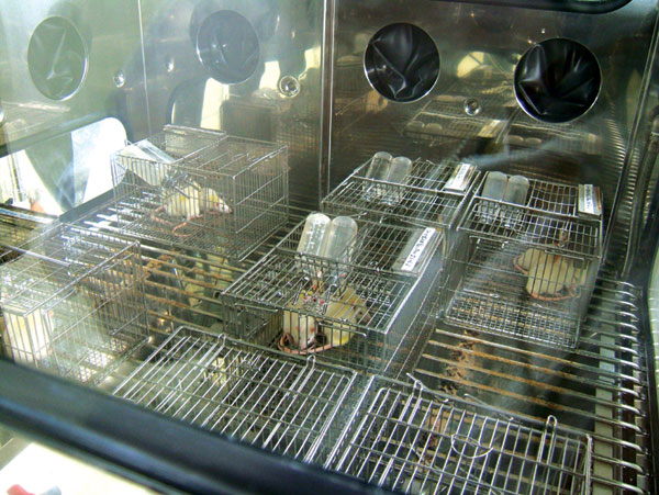 曝露チャンバーのある実験室の写真　（クリックすると拡大画像がポップアップします）