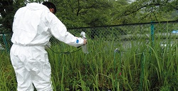 写真：アサガオへの被ばく線量の測定