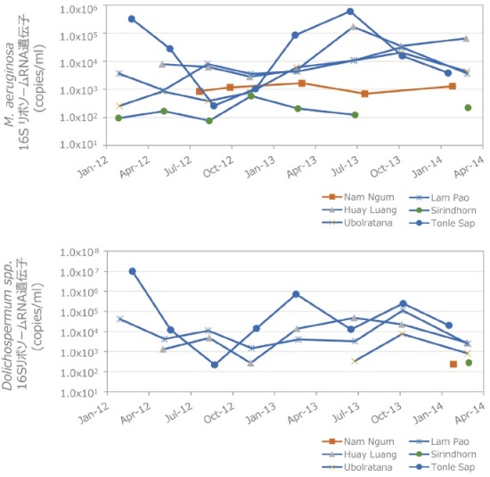 シアノバクテリアの季節変化のグラフ