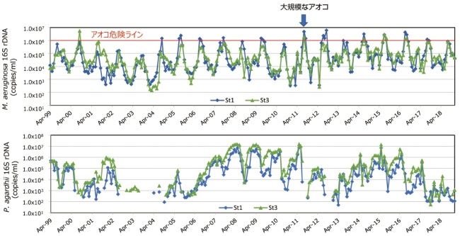 シアノバクテリアの季節変化のグラフ
