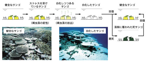 白化のメカニズムの図