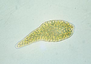 シャットネラの写真