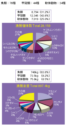 組成比のグラフ