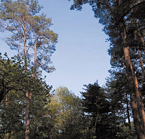 写真1 何本もアカマツが枯れたあとのすき間