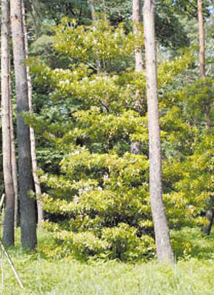 写真2 しばらく前に植栽した常緑のタブノキ